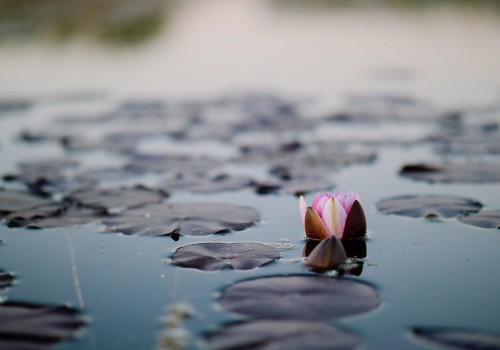 Lorem ipsum dolor sit amet, consectetur adipiscing elit